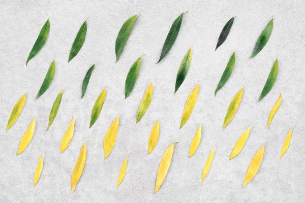 Comment réduire sa consommation de viande et adopter une alimentation plus végétarienne ?